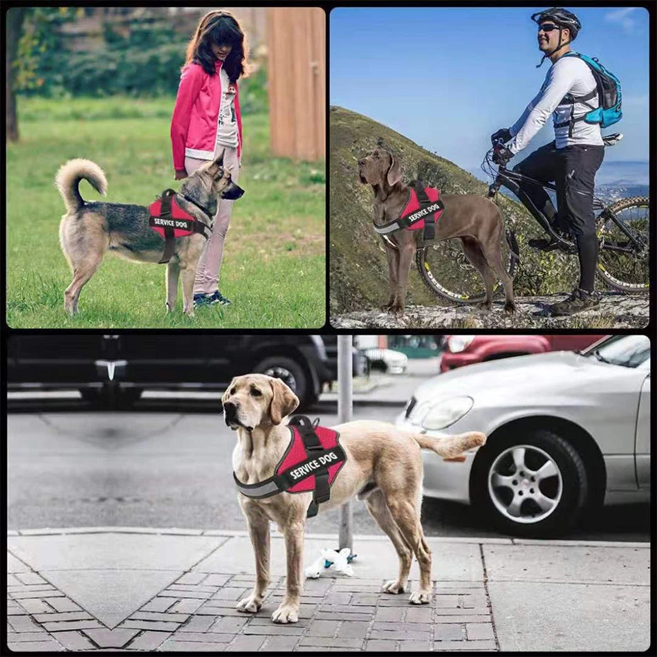 Arnés para perros: estilo sin tirones con parche de identificación personalizado